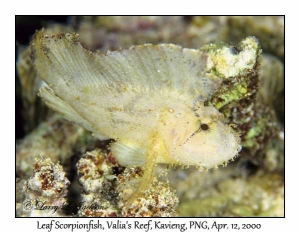 Leaf Scorpionfish