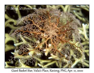 Giant Basket Star