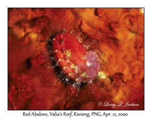 Red Abalone