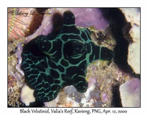 Black Velutinid