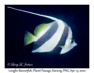 Longfin Bannerfish