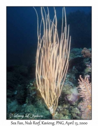 Sea Fan