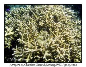 Acropora sp