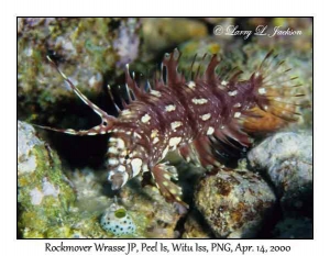 Rockmover Wrasse juvenile phase