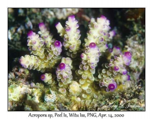 Acropora sp