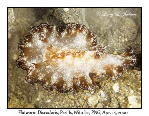 Flatworm Discodoris