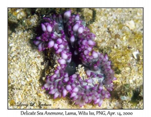 Delicate Sea Anemone