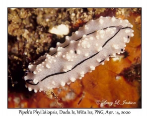 Pipek's Phyllidiopsis