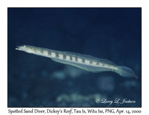 Spotted Sand Diver male