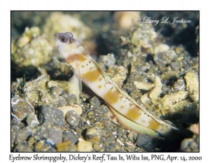 Eyebrow Shrimpgoby