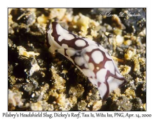 Pilsbry's Headshield Slug