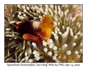 Spinecheek Anemonefish