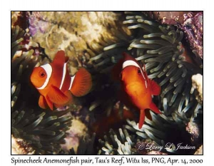 Spinecheek Anemonefish pair