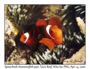 Spinecheek Anemonefish pair