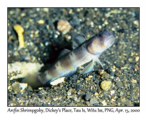 Arcfin Shrimpgoby