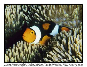 Clown Anemonefish