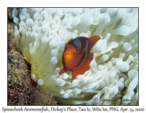 Spinecheek Anemonefish in bleached Bubble-tip Sea Anemone