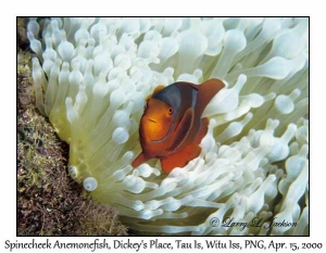 Spinecheek Anemonefish in bleached Bubble-tip Sea Anemone