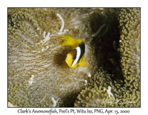 Clark's Anemonefish