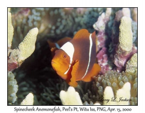 Spinecheek Anemonefish