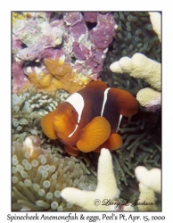 Spinecheek Anemonefish & eggs