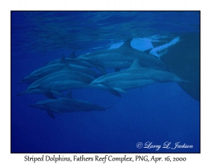 Striped Dolphins