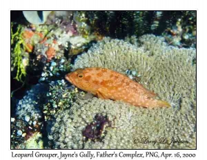 Leopard Grouper