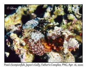 Poss' Scorpionfish