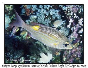 Striped Large-eye Bream