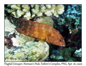 Flagtail Grouper