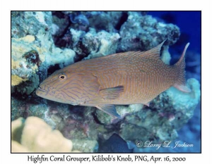 Highfin Coral Grouper