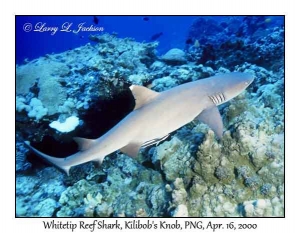 Whitetip Reef Shark