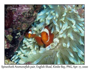 Spinecheek Anemonefish pair