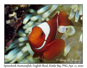 Spinecheek Anemonefish female