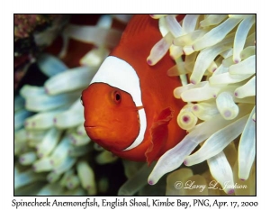 Spinecheek Anemonefish female