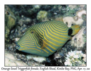 Orange-lined Triggerfish female