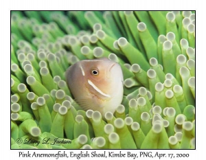 Pink Anemonefish