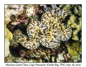 Maxima Giant Clam