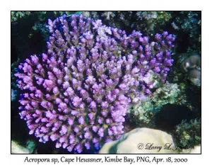 Acropora sp