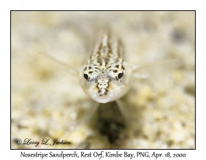 Nosestripe Sandperch