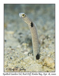 Spotted Garden Eel