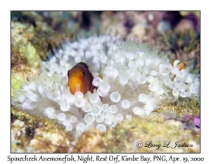 Spinecheek Anemonefish in bleached Bubble-tip Sea Anemone @ night