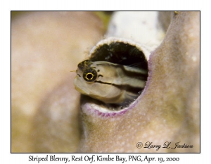 Striped Blenny