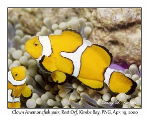 Clown Anemonefish pair