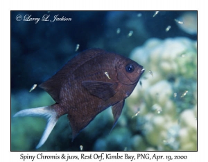 Spiny Chromis & juveniles