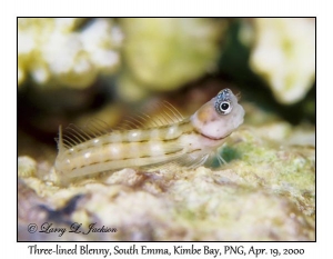 Three-lined Blenny