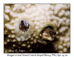 Morgan's Coral Hermit Crab & Striped Blenny