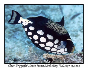 Clown Triggerfish