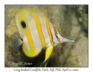 Long-beaked Coralfish