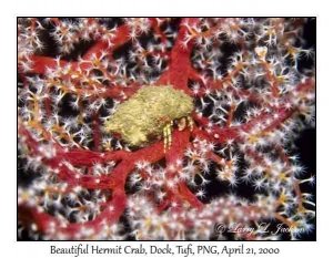 Beautiful Hermit Crab